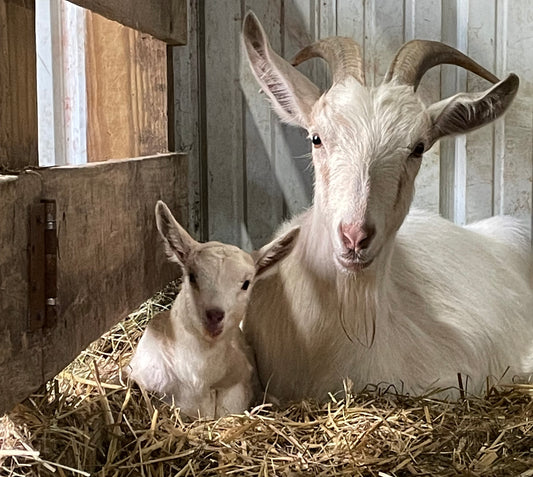 Life Lessons from the Farm